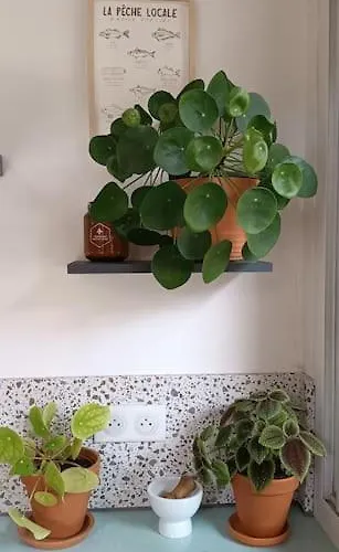 Hossegor, T3 Avec Jardin Entre Et Ocean 公寓